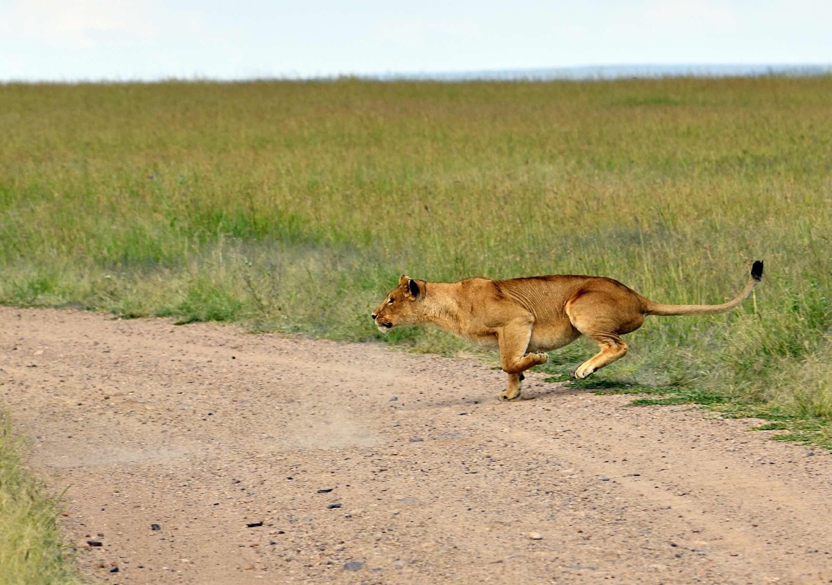 小角马的生死时速