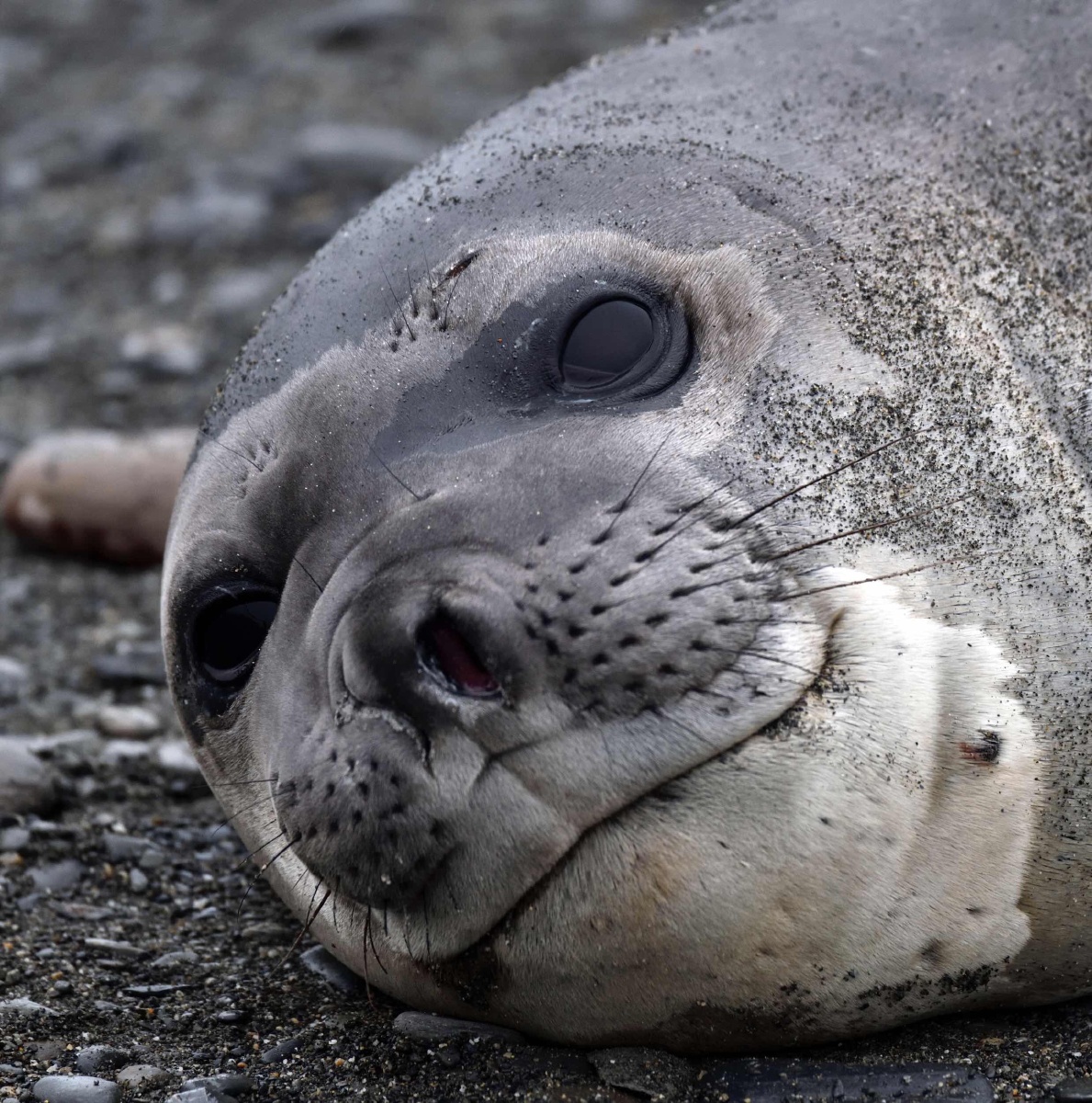南极行摄一豹海豹