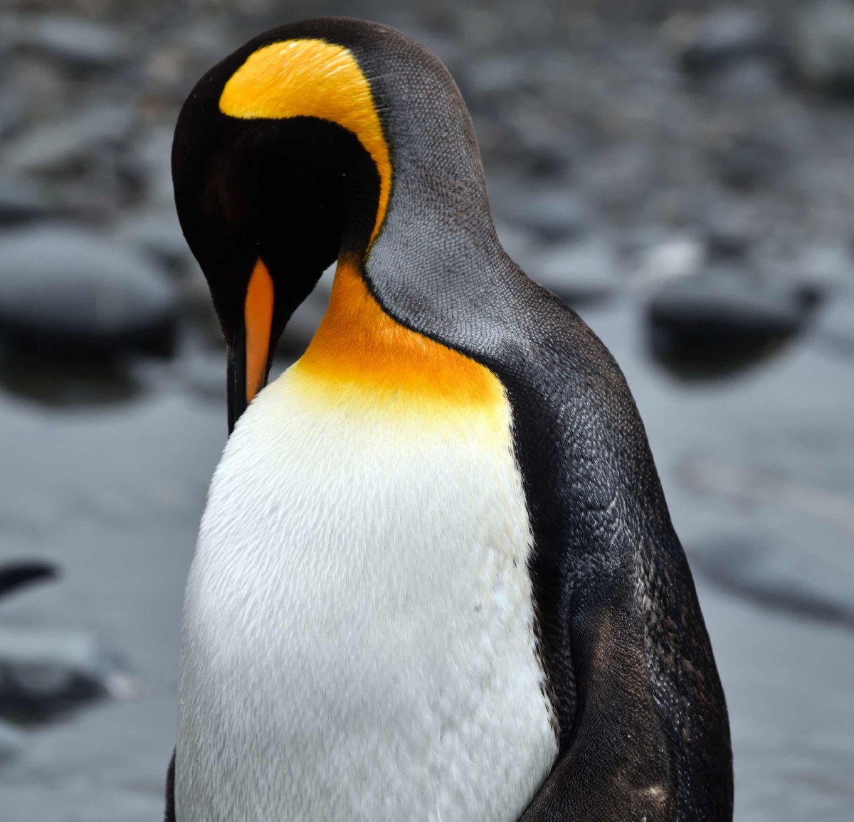 南极行摄一王企鹅. - 白头翁游 - 图虫
