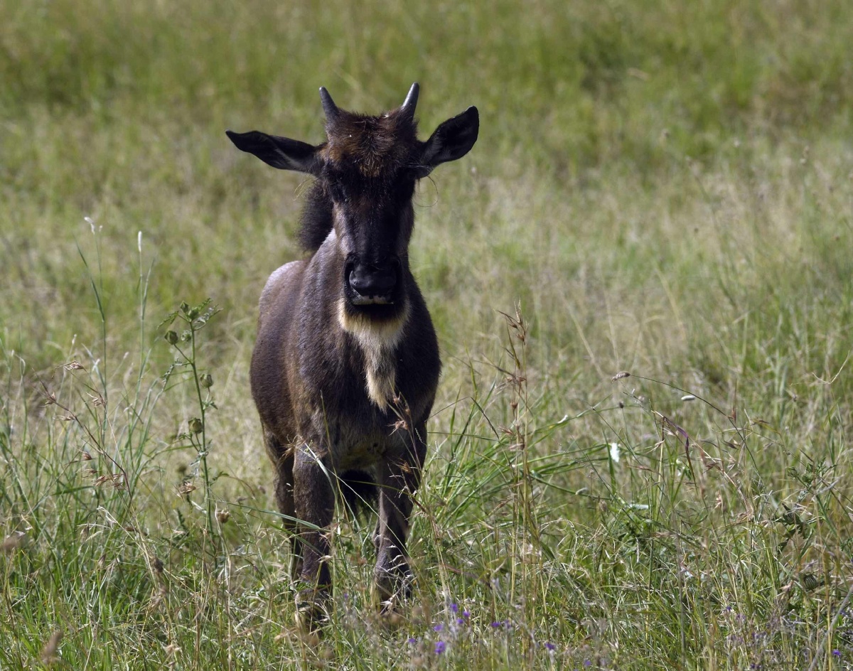 小角马的生死时速