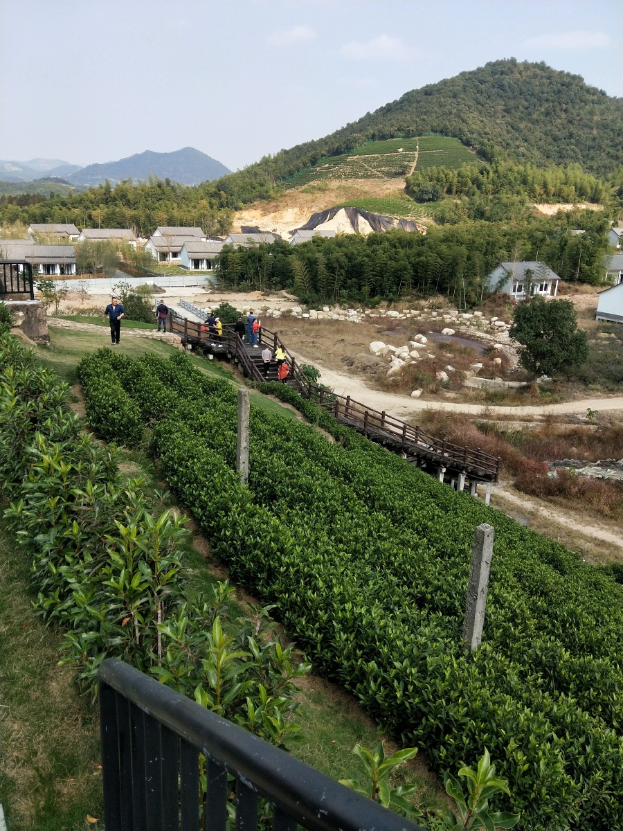 广西桂林阳朔苗木基地