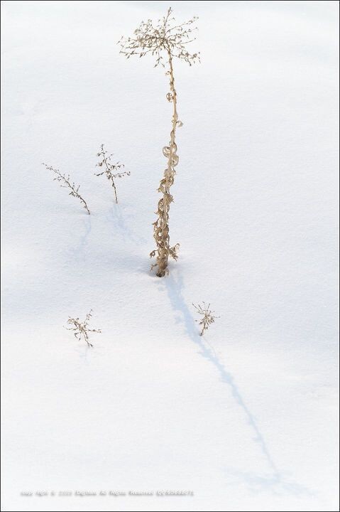 纯净世界<br />
雪原上的一株草