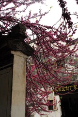婺源江湾-红花出墙