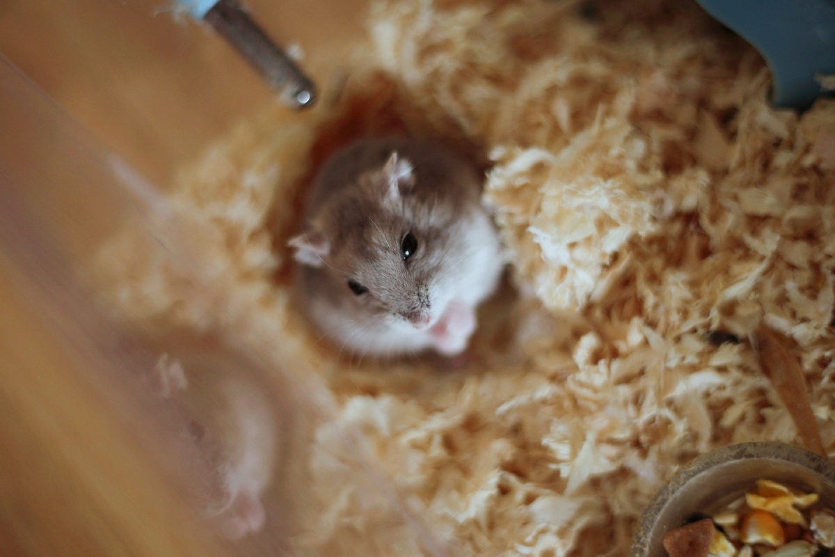 发一组自己的鼠仔