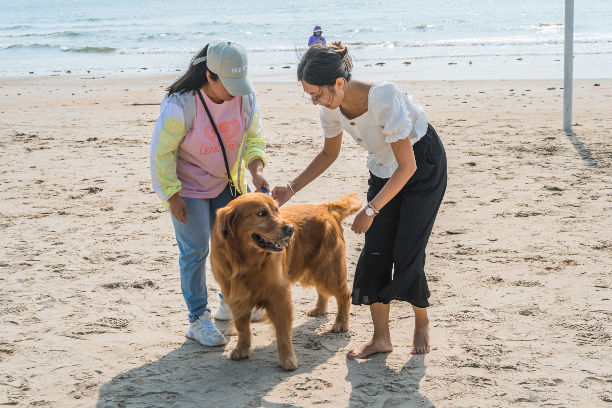 海边遛狗东北石油大学