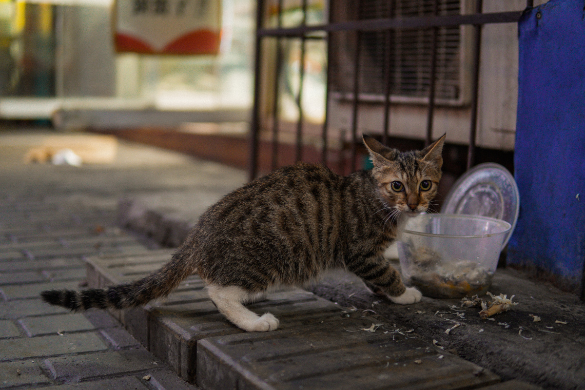 1/1昆虫摄影圈子萌宠睡姿大挑战拍宠物爱好者流浪猫街拍pidan猫咪摄影