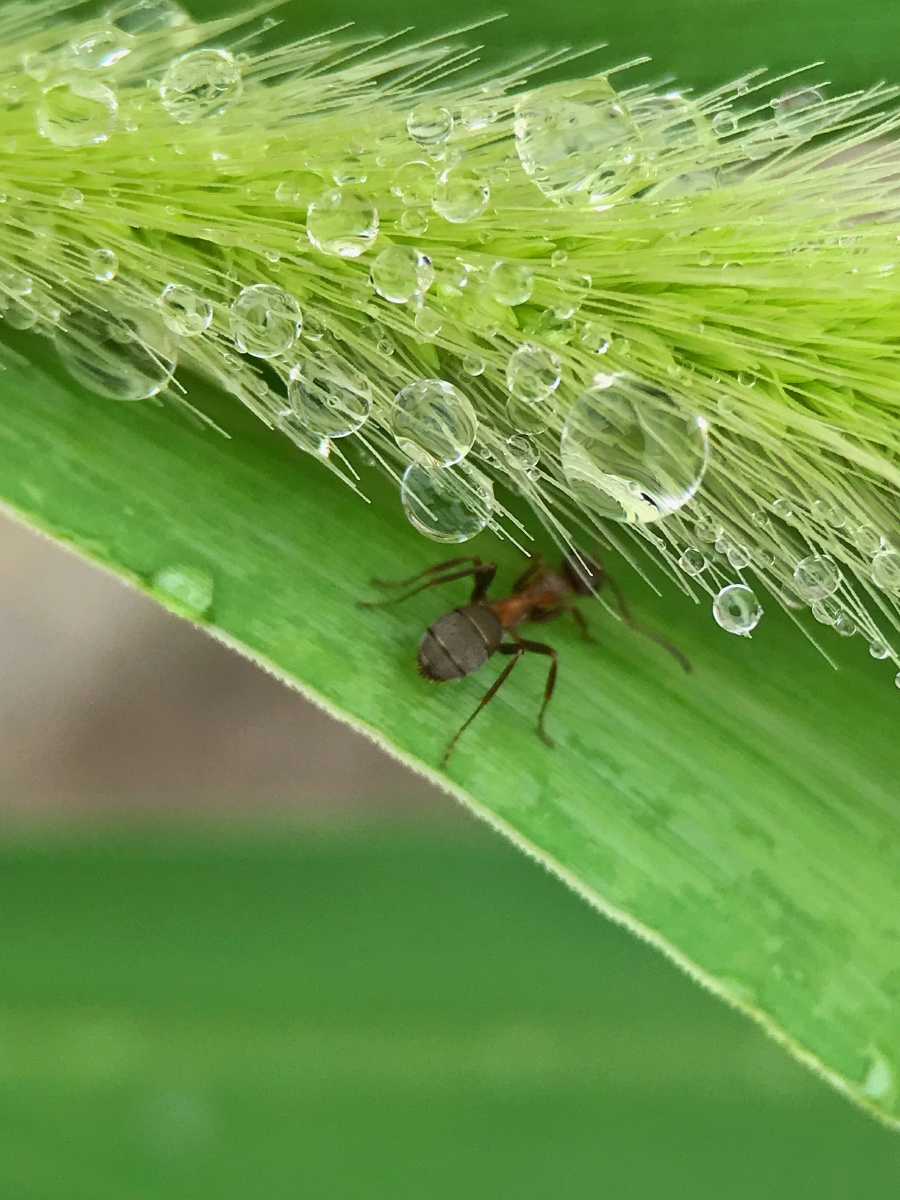 雨后的小蚂蚁