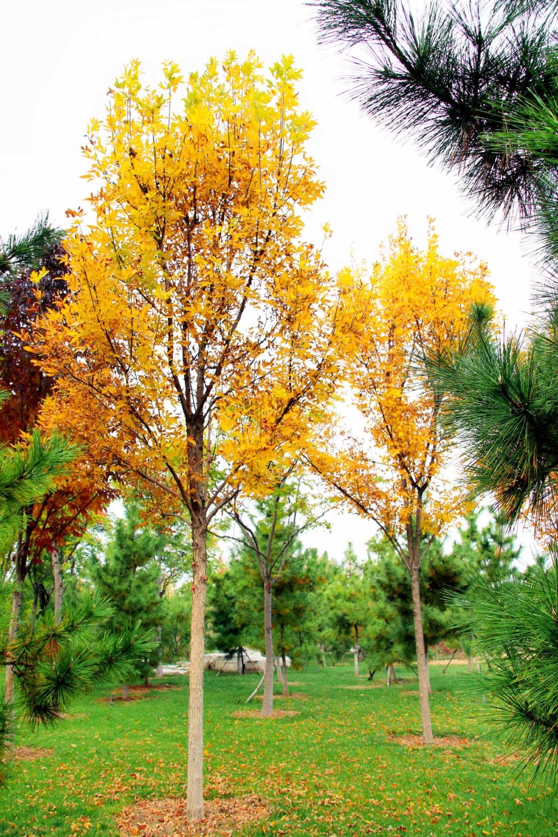 这大概就是我眼中的秋天了吧