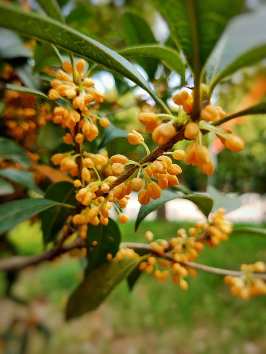 随园月中寻桂子仙林玉露润风流