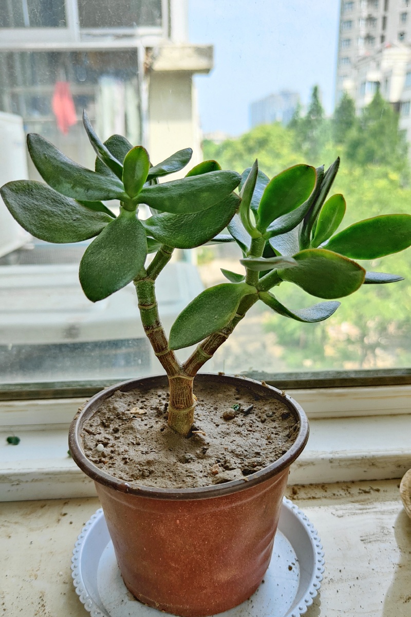 六一节来个玉树临风