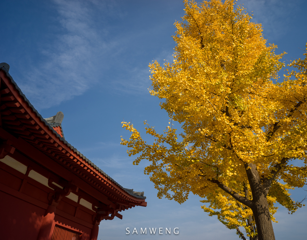 入秋啦今年的秋意来的早一些,去年摄于 西安大雁塔,银杏渐开