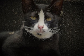 猫咪S07