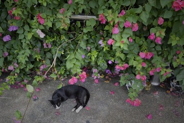 猫咪S09