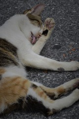 猫咪S10