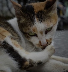 猫咪S11