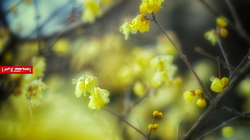 04.SONY ILCE-7+LAOWA STF105 F2 ISO320 EXPOSURE TIME-''500 PHOTOGRAPHER-ZIYI