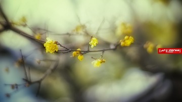 02.SONY ILCE-7+Zeiss85 ZE  F1.4  ISO320 EXPOSURE TIME-''3200 PHOTOGRAPHER-ZIYI