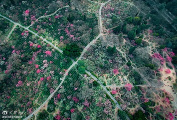 08.[ 梅花山 ] 4mm F2.8 ''8 ISO100 PHOTOGRAPHER-ZIYI