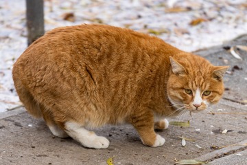 34037