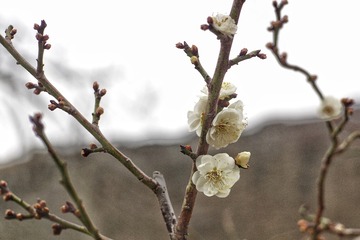 cream flowers 5