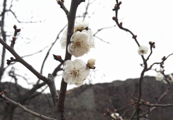 cream flowers 1