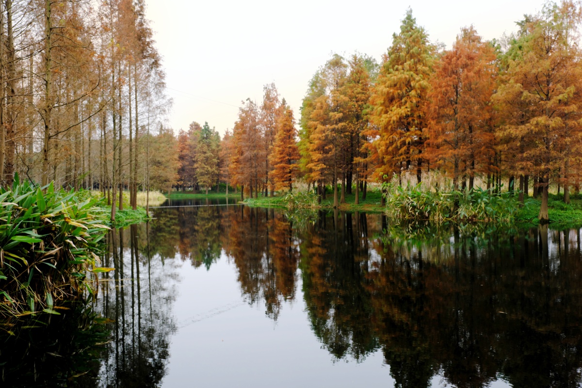 青西郊野公园 大莲湖