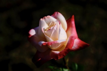 E5A3F55D-7993-4C70-A50B-632E1736E877/L0/001