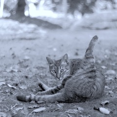 4BDAA2D9-1C83-47E8-8C80-48F52F3B8B8F/L0/001