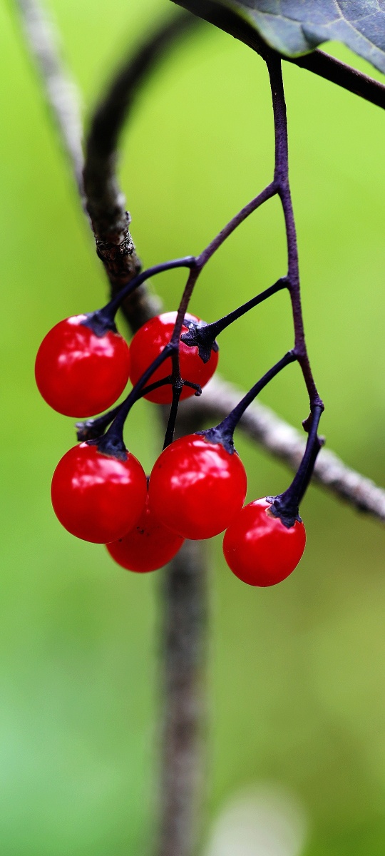 白英也叫洛神珠,天灯笼.