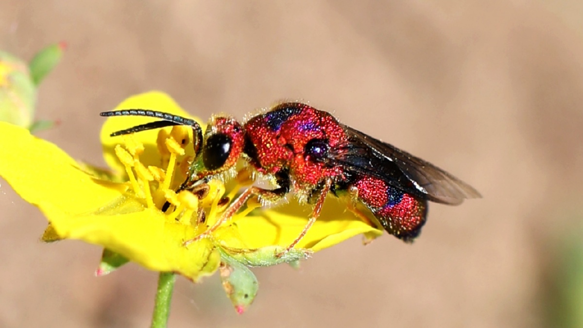 青蜂最美的蜜蜂,身披七彩霞衣,带有金属光泽.