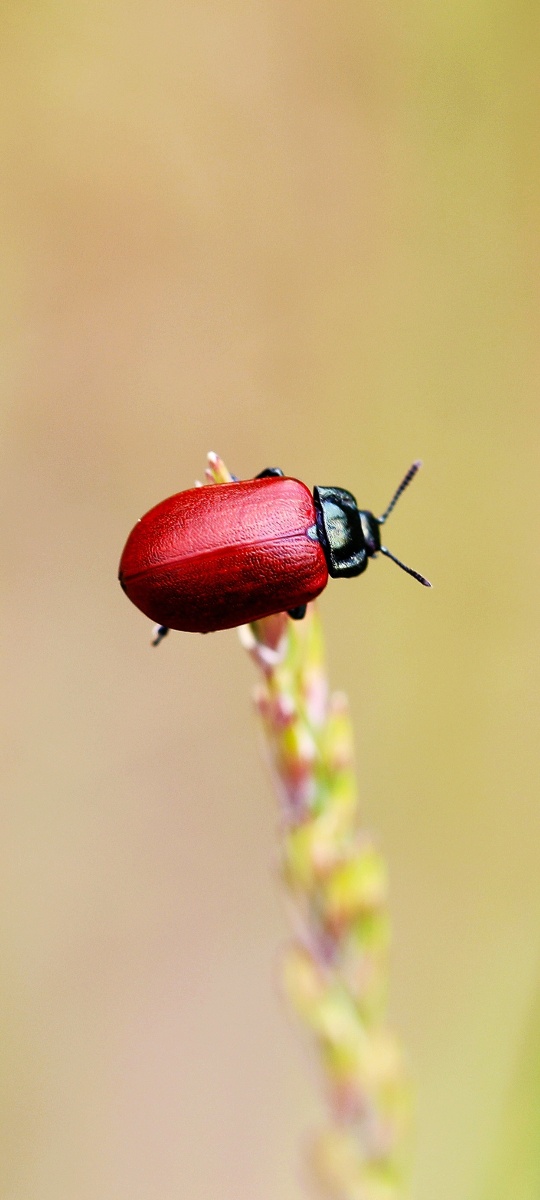 杨叶甲体长11毫米左右鞘翅红色或红褐色