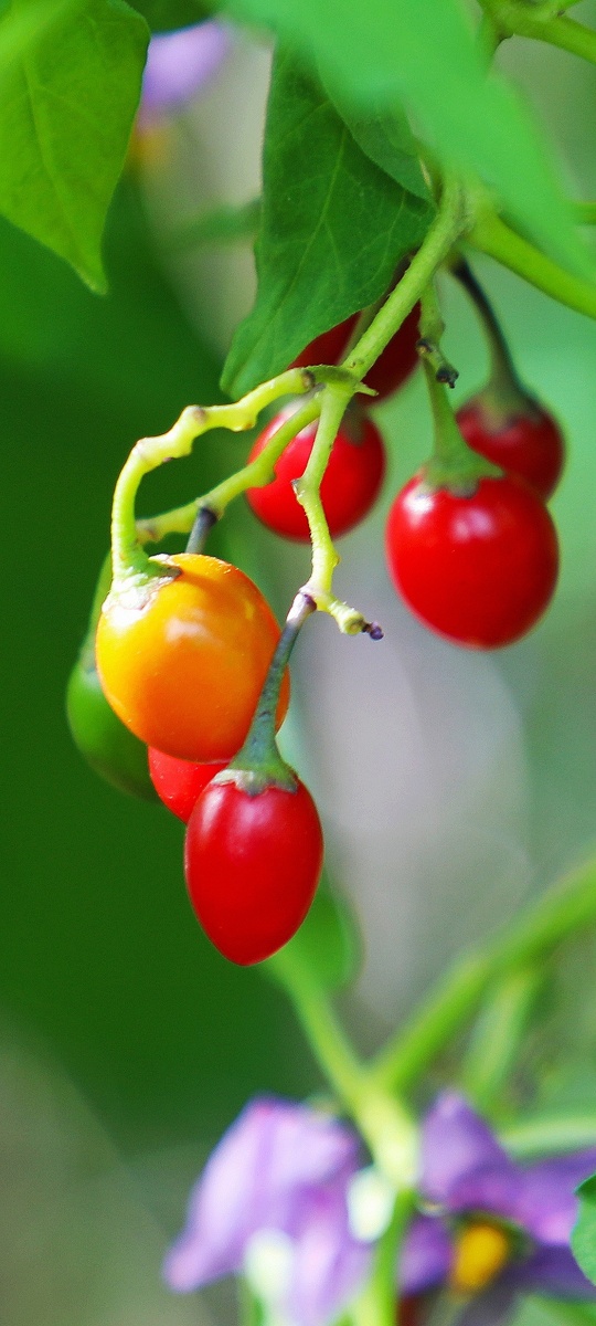 白英也叫洛神珠,天灯笼.