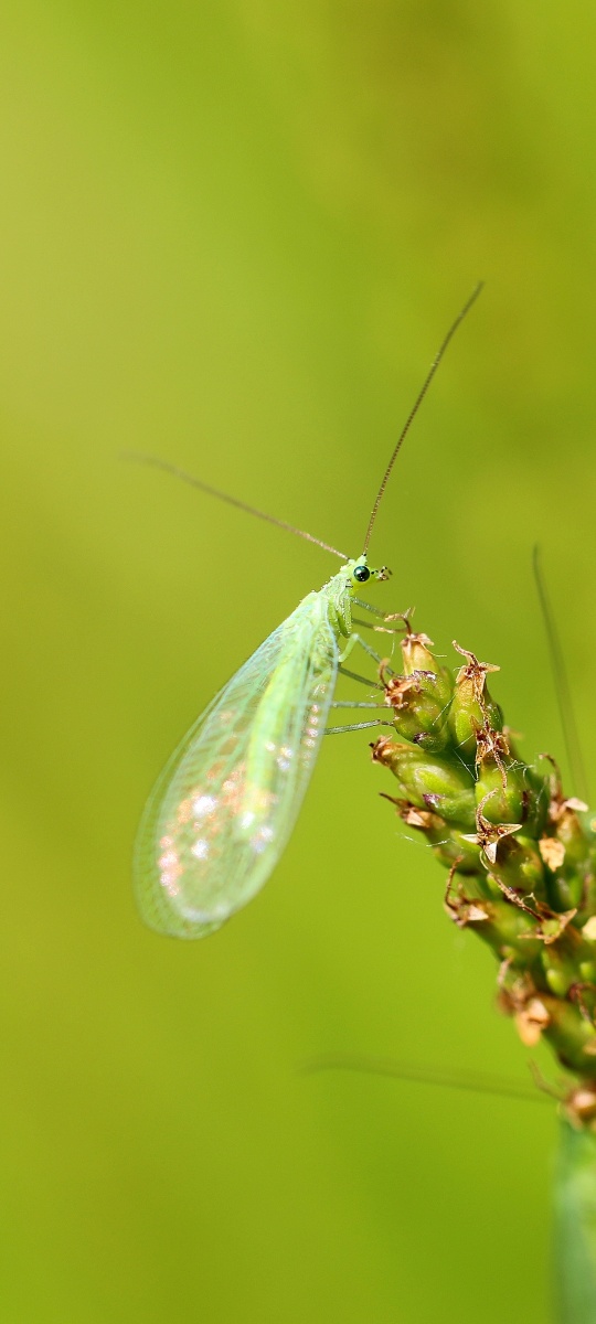 真-明镜止水2020年10月7日1134关注草蛉虫神奇微距世