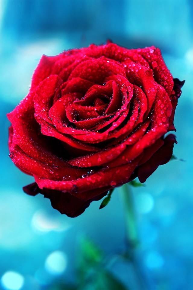 玫瑰花