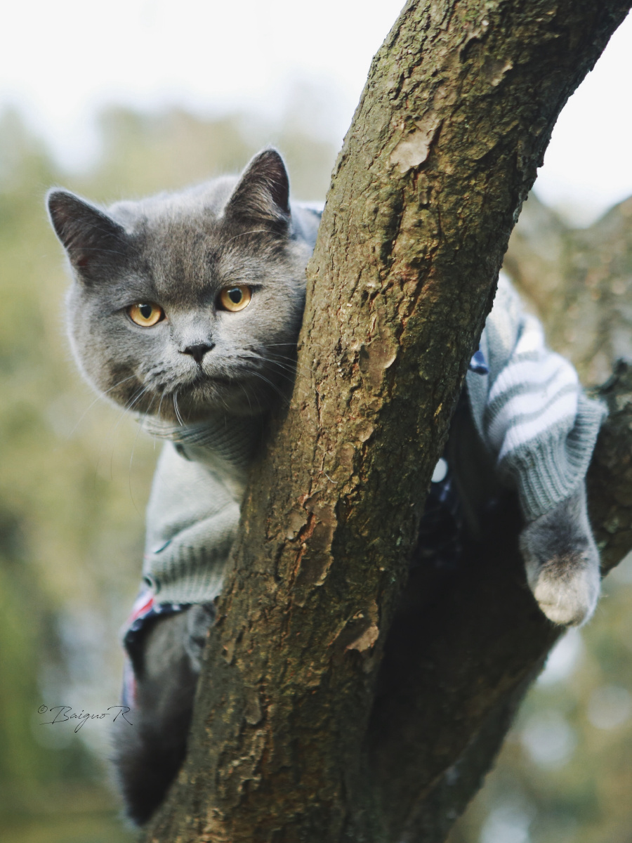 猫真是山里的精灵蓝星最美的生物