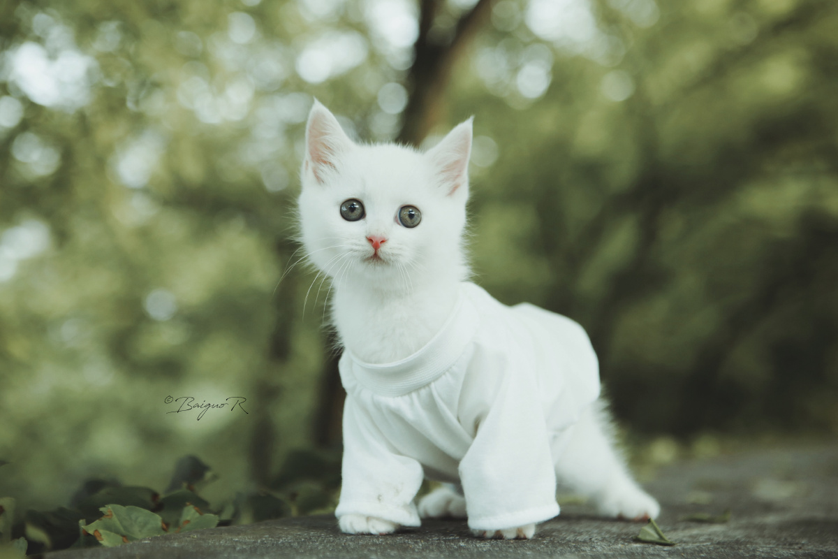 猫真是山里的精灵蓝星最美的生物