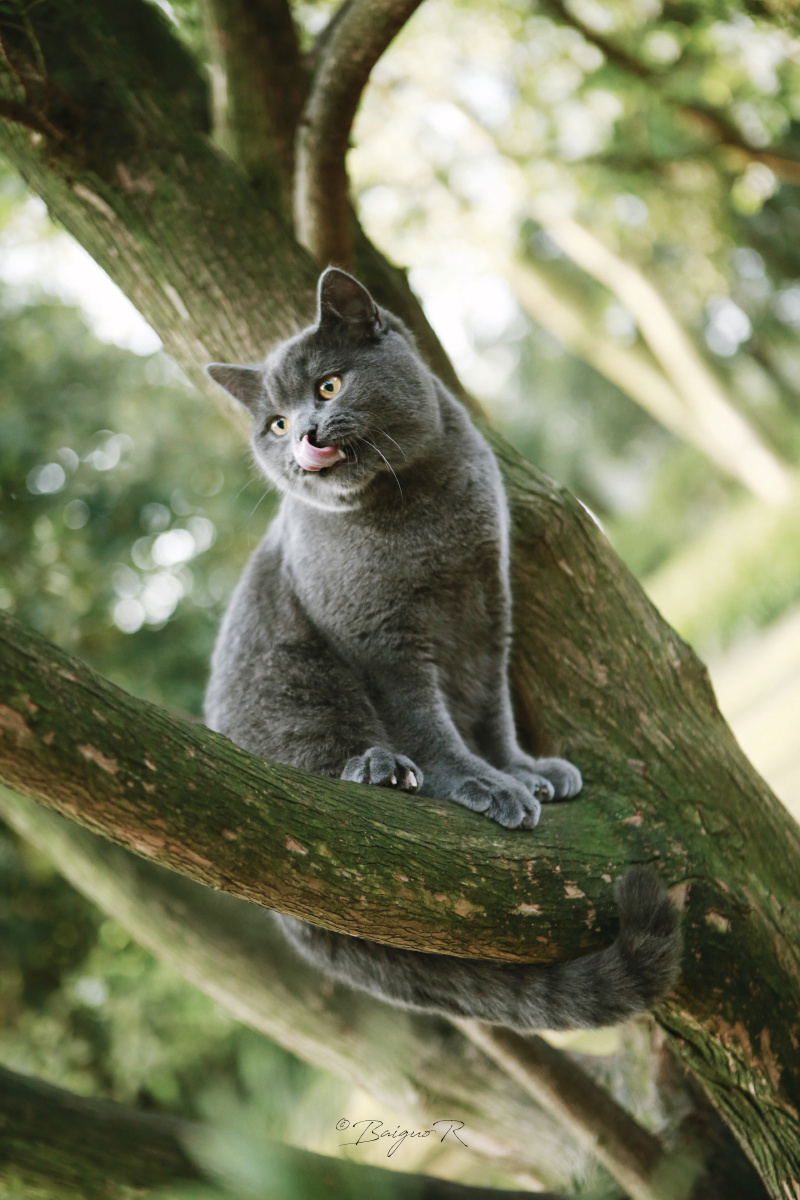 猫真是山里的精灵蓝星最美的生物