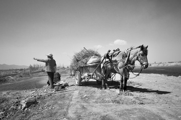 渔村附近 滇池湿地 马车 2010
