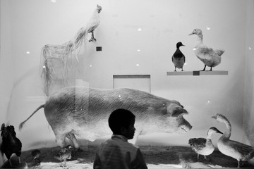 自然博物馆 2010