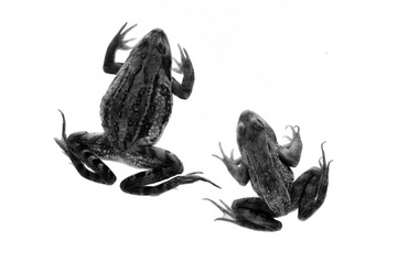 标本4