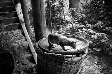 簸箕上的猫 2010