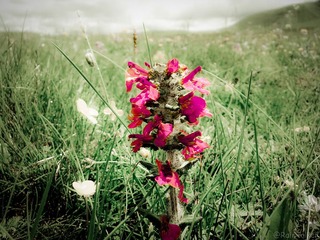 若尔盖·花湖2010