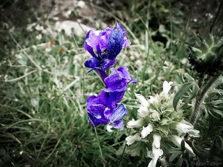 若尔盖·花湖2010