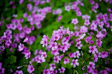 路边小花