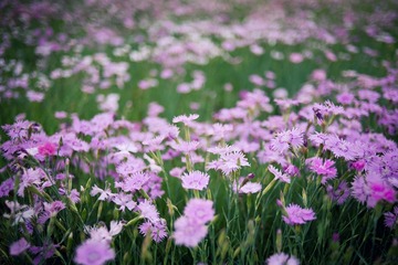 路边小花