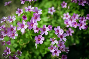 路边小花