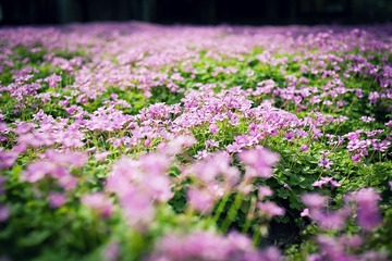 路边小花