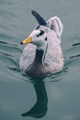 1F110171-E2B2-43C9-9808-77AECD0ED420/L0/001