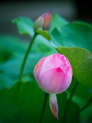 4B56AB54-BF98-4FE6-97D1-DD499A5EA11F/L0/001