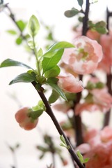 花之恋·二